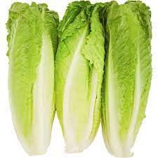 Lettuce Romaine 3Pack