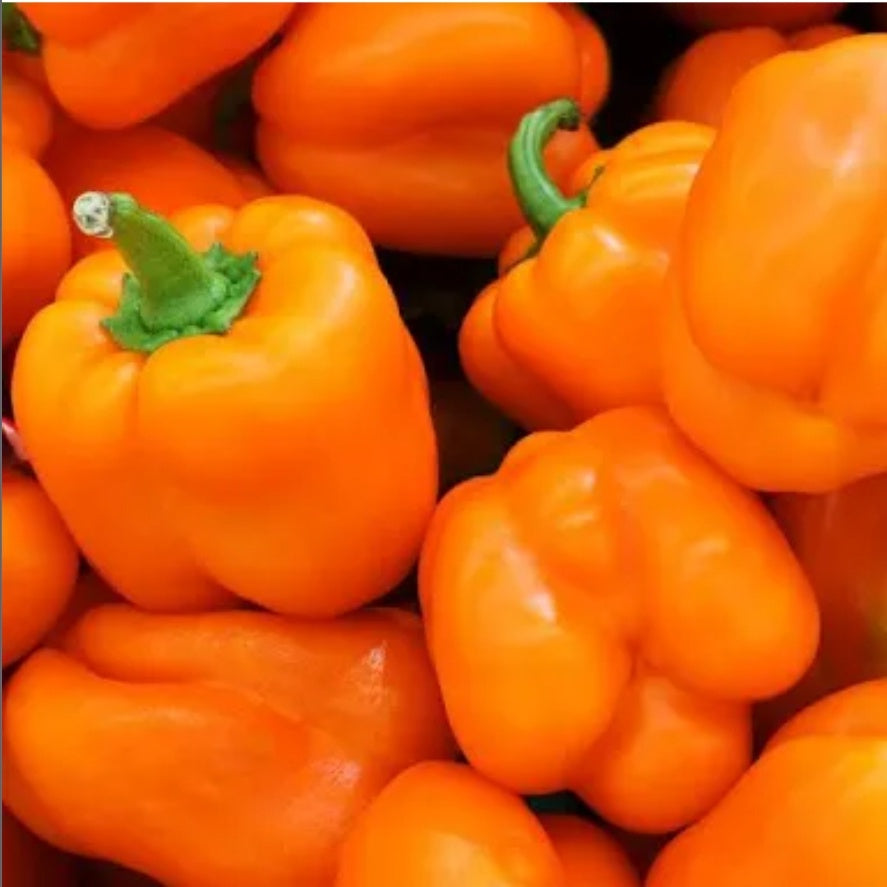 Pepper Orange 2pk